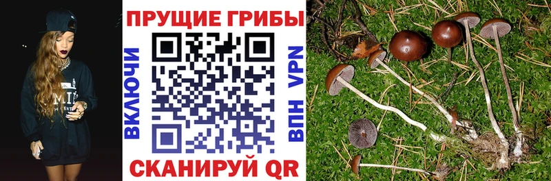 купить наркотик  блэк спрут вход  Галлюциногенные грибы Psilocybe  Новоалтайск 